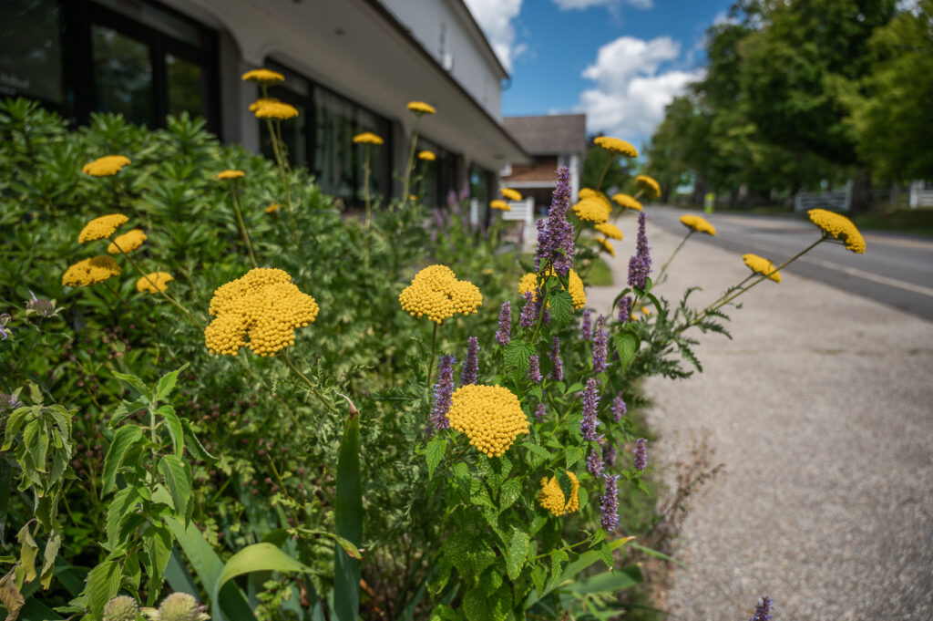 Flowers at the Village