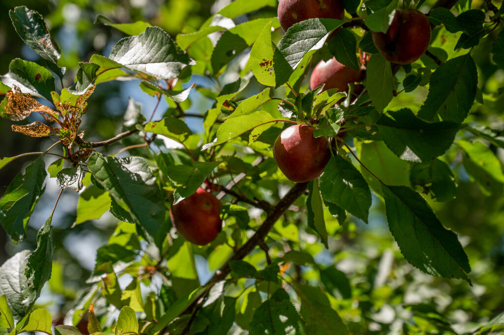 Canterbury Shaker Village